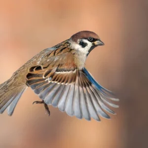 Module No 1 "Moineau"